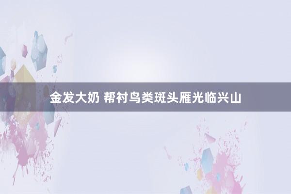 金发大奶 帮衬鸟类斑头雁光临兴山